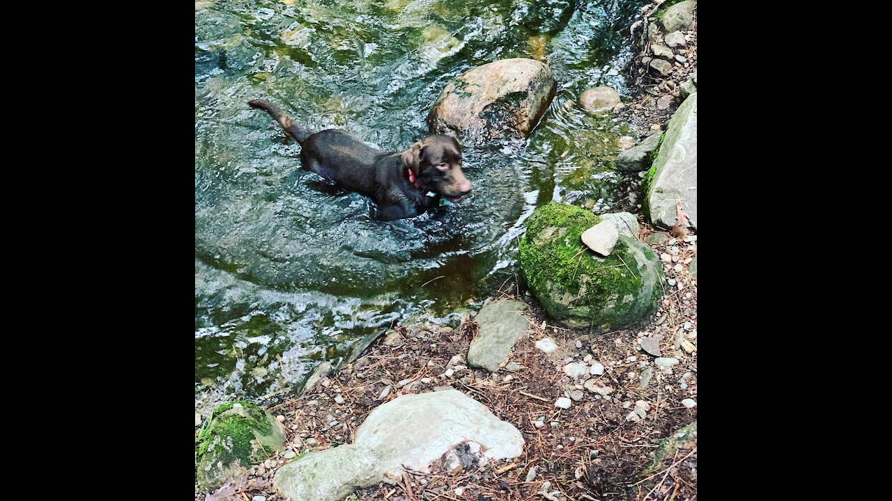 Nature's Calling- Episode 2 (Chip's dog cam Amethyst Brook Adventure)