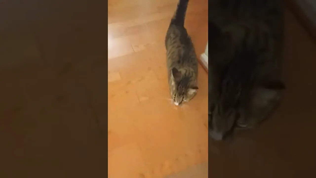 Being Chased by a Fast Cat