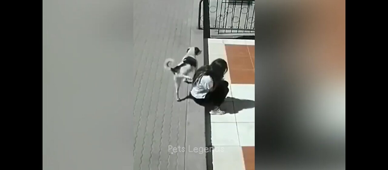 Try not to laugh to those Funny cats😂