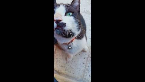 Fanny cats🤦🏻‍♂️