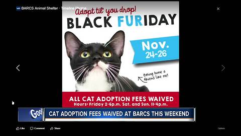 BARCS waiving cat adoption fees Black Friday weekend