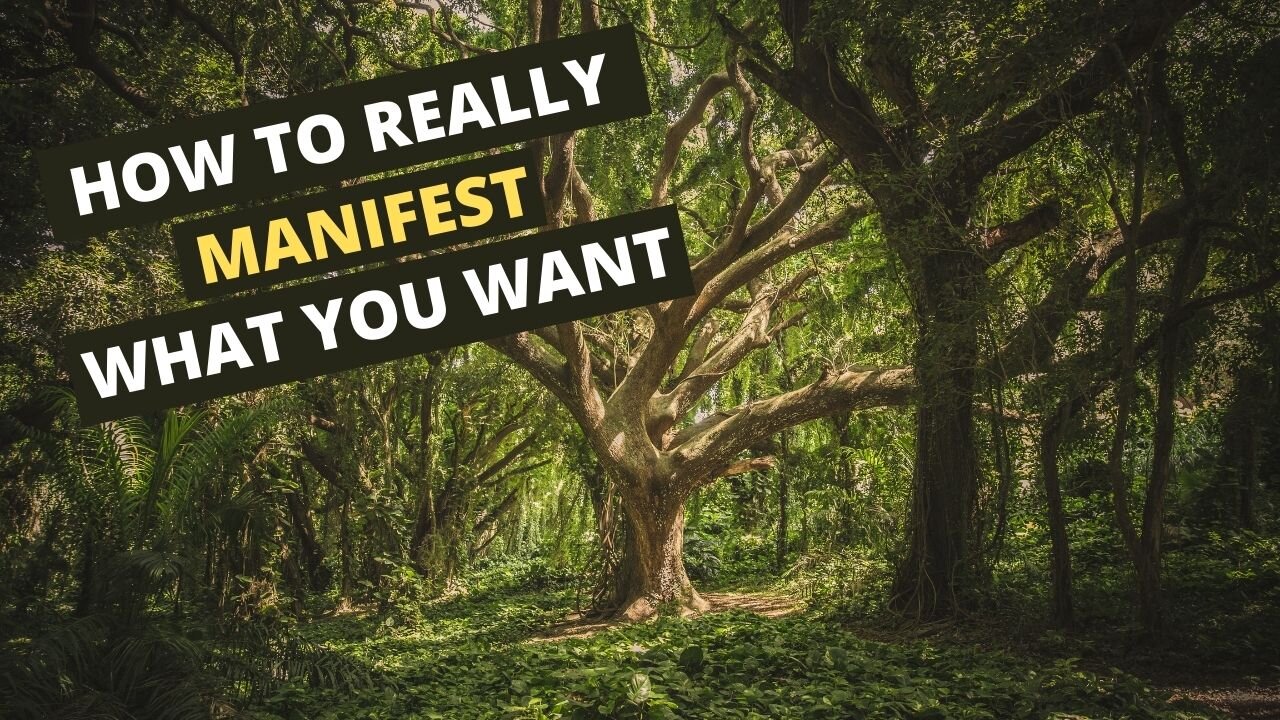 How to Really Manifest What You Want | Relaxing and Calming Forest Footage