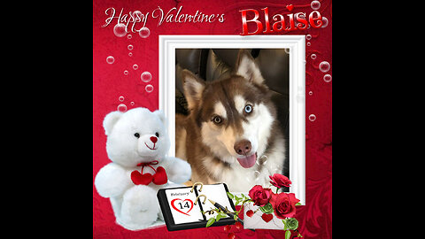 All Huskys, Snowdogs and More - Valentine's Day 2024