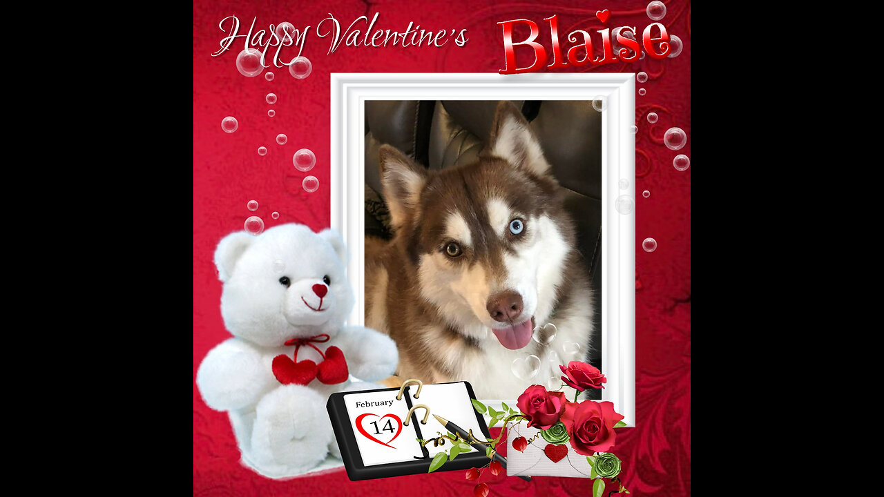 All Huskys, Snowdogs and More - Valentine's Day 2024