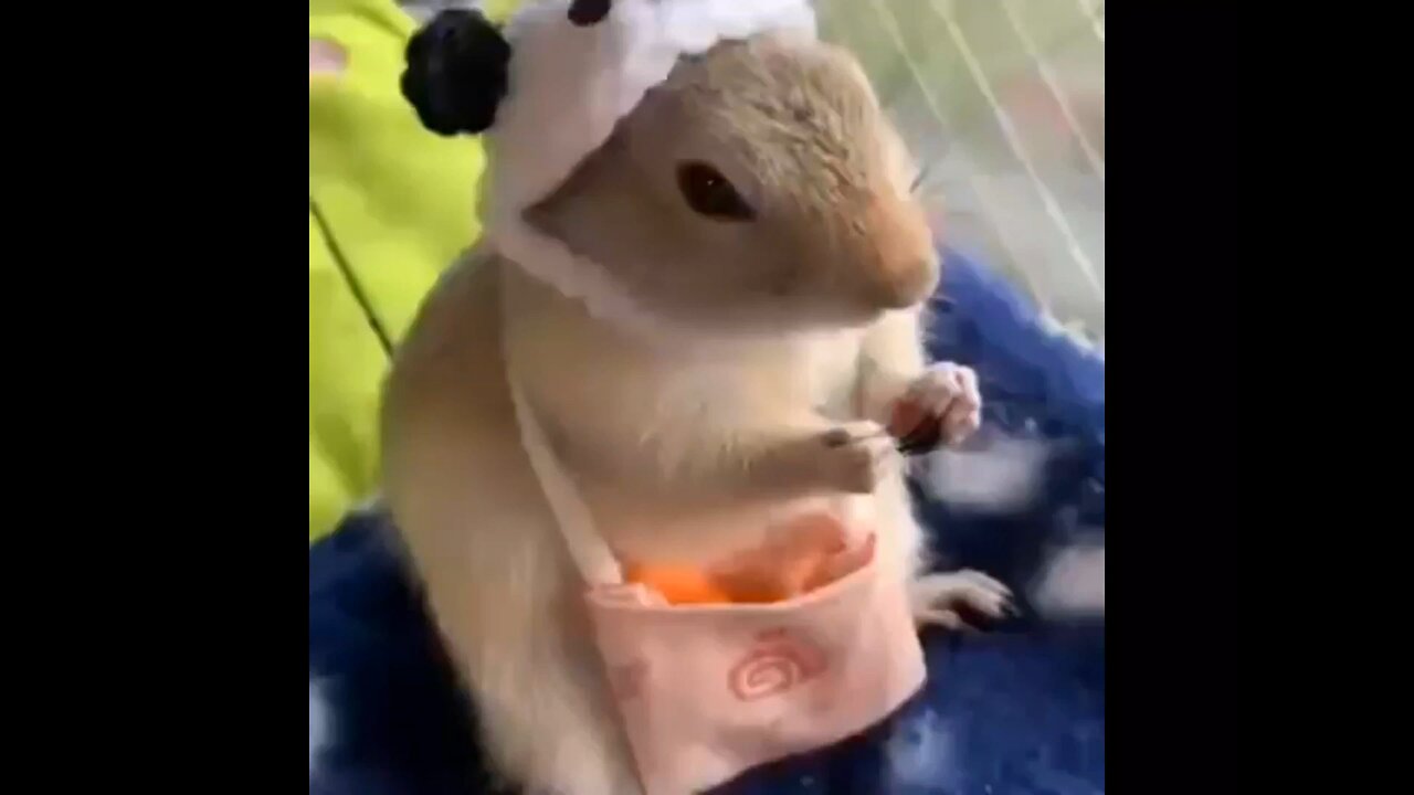 Cute Hamster eating 🐹