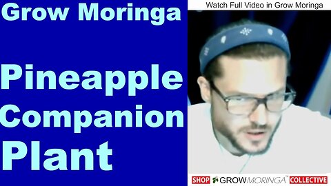 Moringa Companion Planting Pineapple | Using Ground Covers + Short Fruiting Bushes, Berries & Herbs