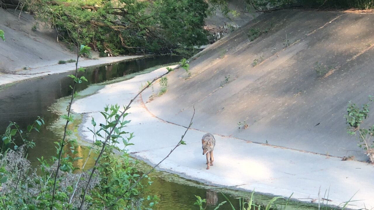 Coyote in Toronto