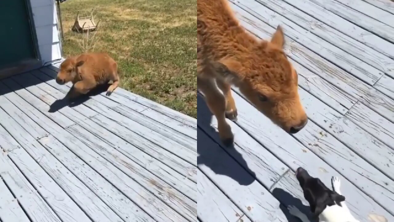 Adorable dog and baby cow