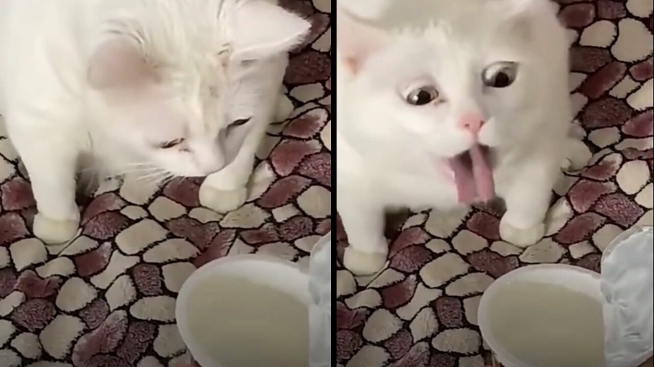 Silly kitten tries yogurt for the first time