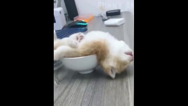 Funny Animal Videos-VIRAL #1