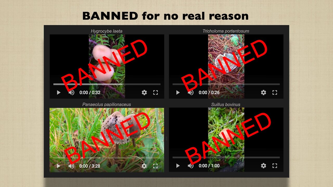 Banned videos on Youtube for no real reason