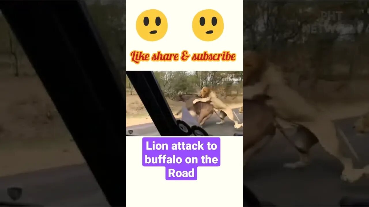 Lion attack to buffalo 🦬 on the road,€ #shorts ,#youtubeshorts