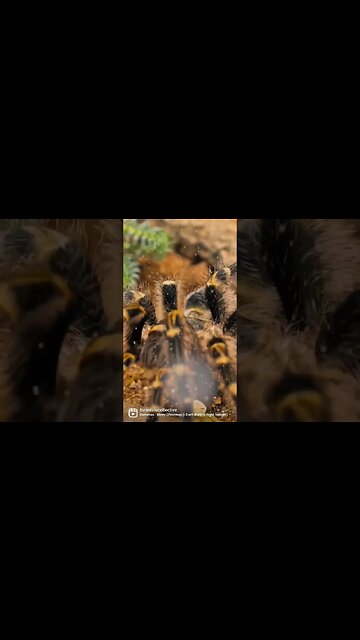 Merry Christmas from my Exotic Pets!