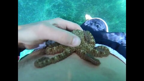 Cute Octopus Needs Attention Now