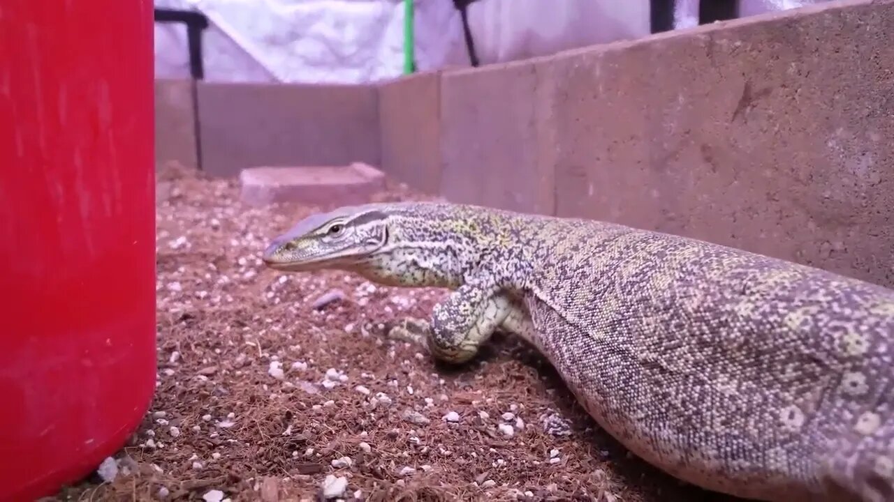 How fast can a monitor lizard eat 8 hamsters?