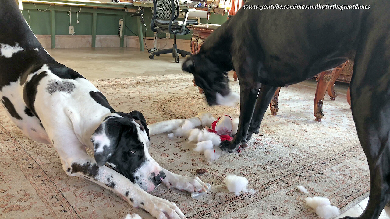 Funny Great Danes Remove Squeaker from Stuffed Gnome Toy