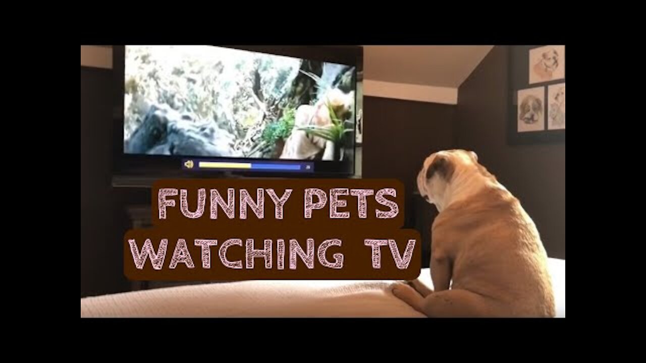 FUNNY PETS WATCHING TV compilation