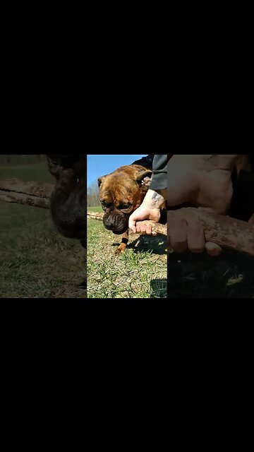 Training a Boxer 🥊 "Protect, Drop it" 🐶 #dogs #pets #dogwood #guarding #boxerdog #puppydog #mydog