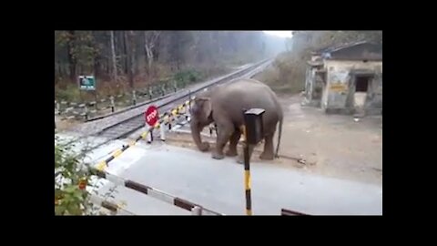 Animal hit by vehicle weak hearted does not watch this 😭😭