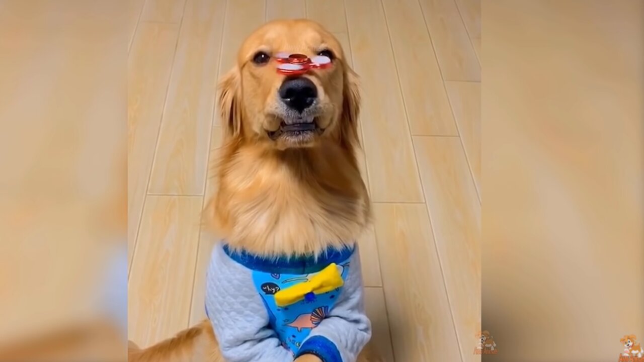 Baby dogs best funny videos