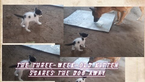 The three-week-old kitten scares the dog away