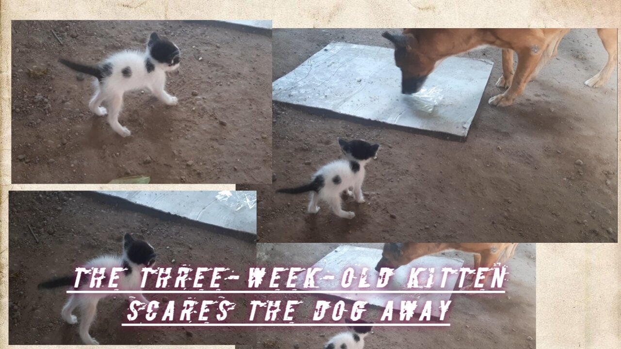 The three-week-old kitten scares the dog away