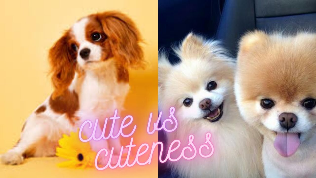 cute dogs VS cutest dogs