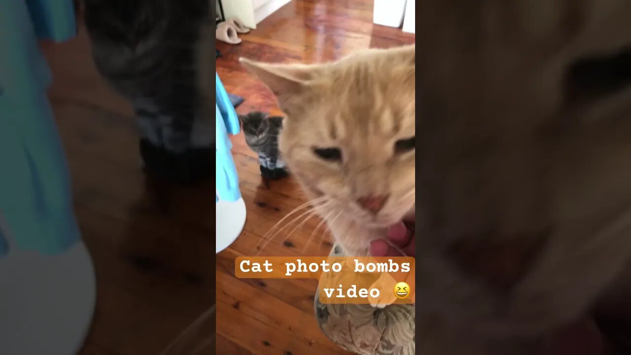 Cat photo bombs video 😆😆😆😆