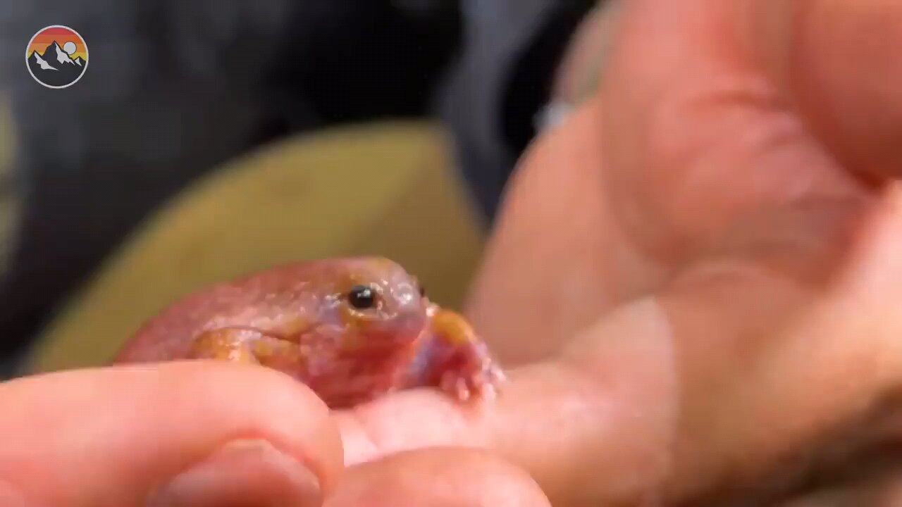 A frog species that skips the tadpole stage