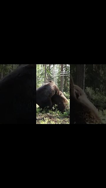 Everyone Should Have Fear of Grizzly Bear. Feat. Joe Rogan