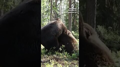 Everyone Should Have Fear of Grizzly Bear. Feat. Joe Rogan