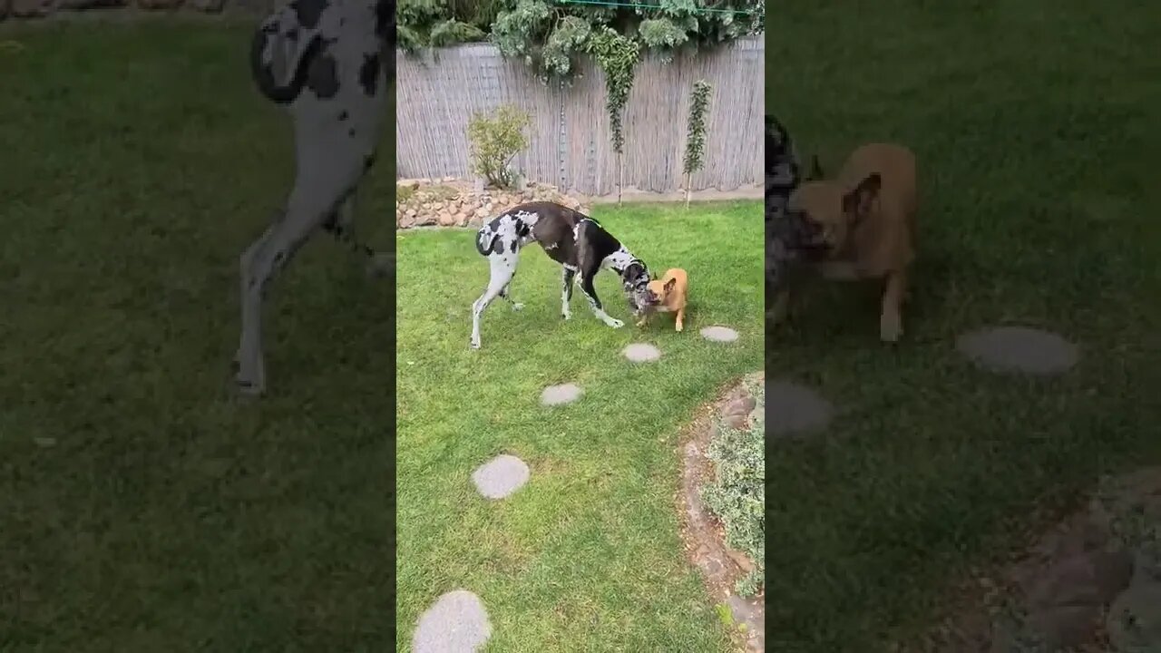 Great dane vs small Pappy who is win|cute animals|funny animal videos|best animals#thedodo