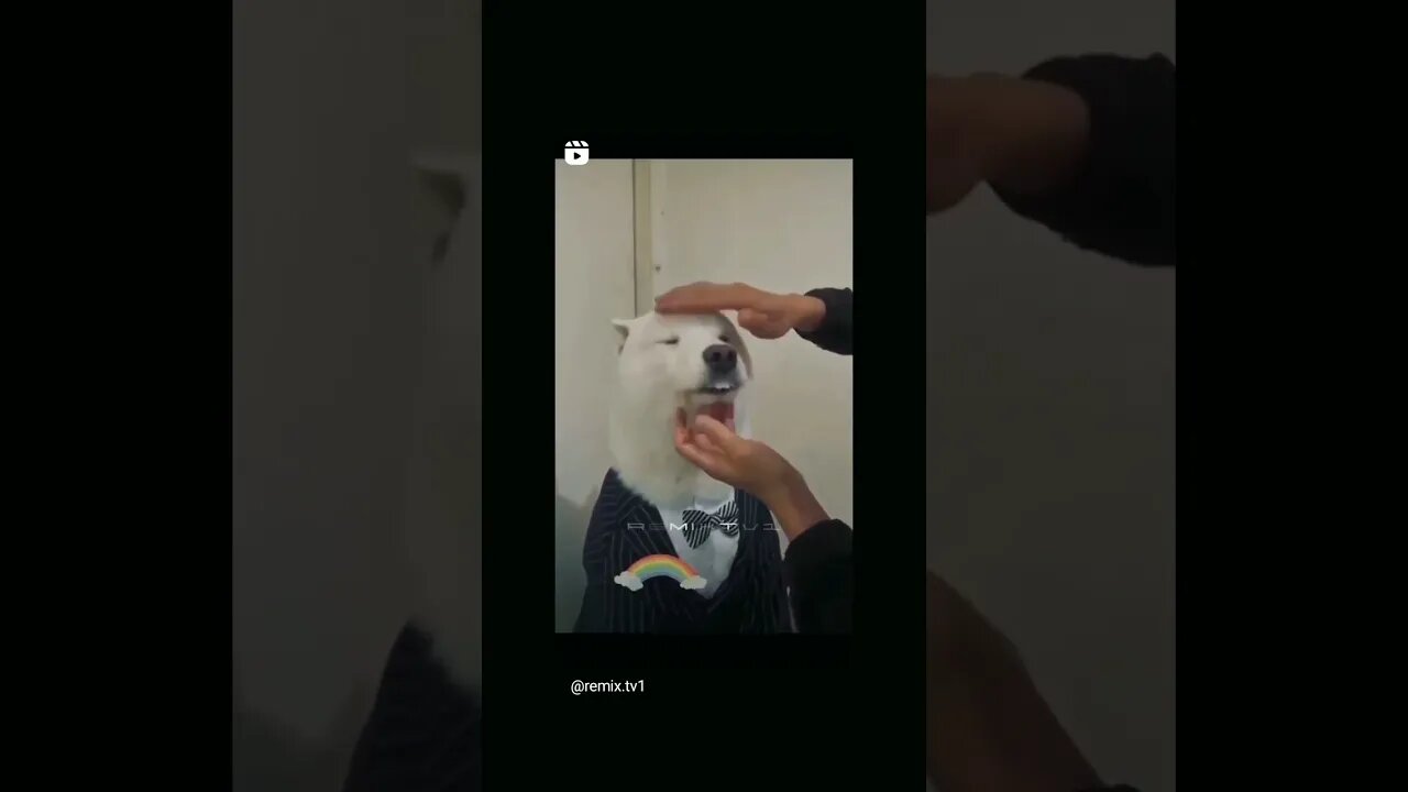 look at this doggy
