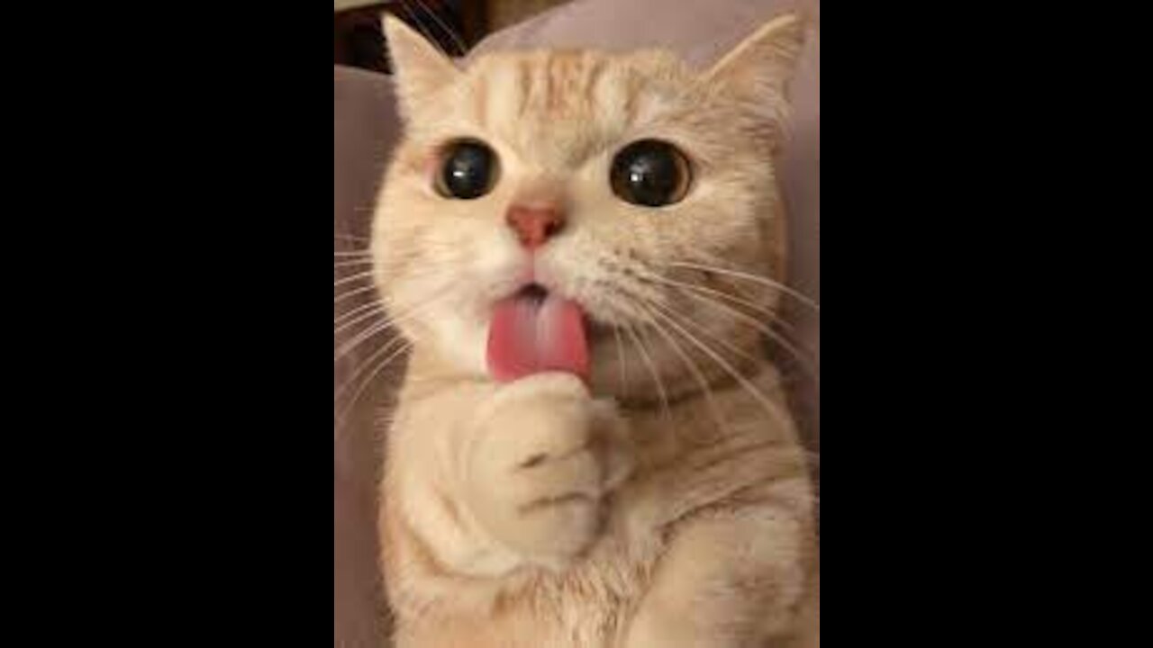 😻 Mother Cat And Kittens 😸 Funny and Cute Cats Compilation 2021
