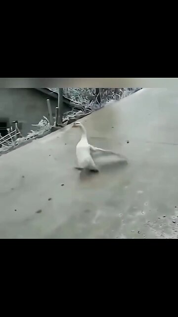 See how the duck is sliding on road