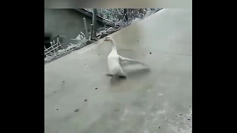 See how the duck is sliding on road