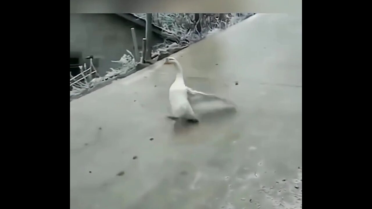 See how the duck is sliding on road