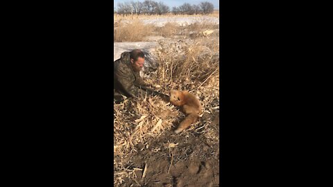 Beautiful Nebraska fox