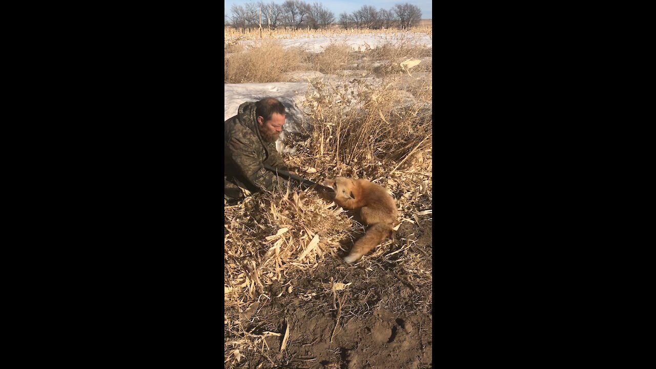 Beautiful Nebraska fox