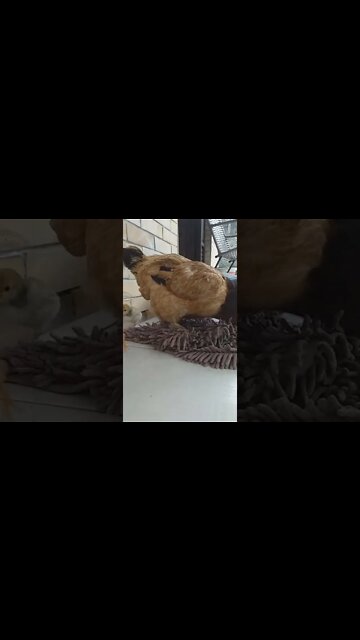 Galinha do olho azul descança no tapete🤣
