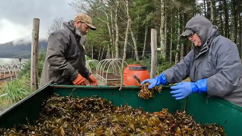 This homesteader is using seaweed to improve soil fertility