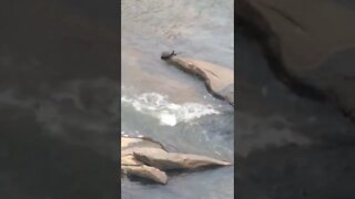 Save the Turtle