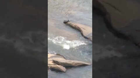 Save the Turtle