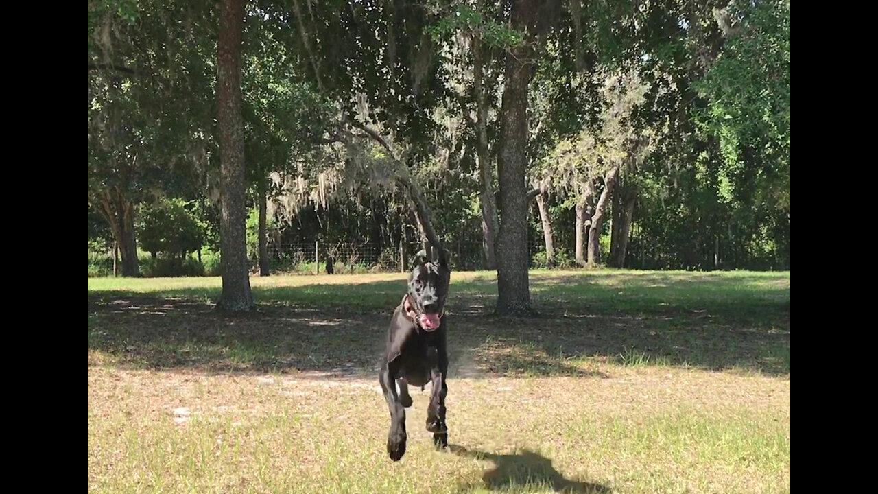 Happy Adopted Great Dane Loves To Run In Her New Yard