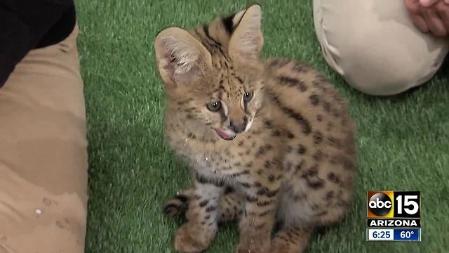 Wildlife World Zoo showcasing Milo