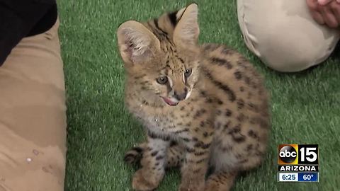 Wildlife World Zoo showcasing Milo