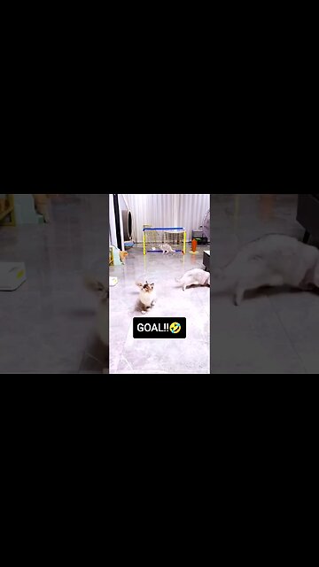 SOCCER CATS 🤣 GOAL!!