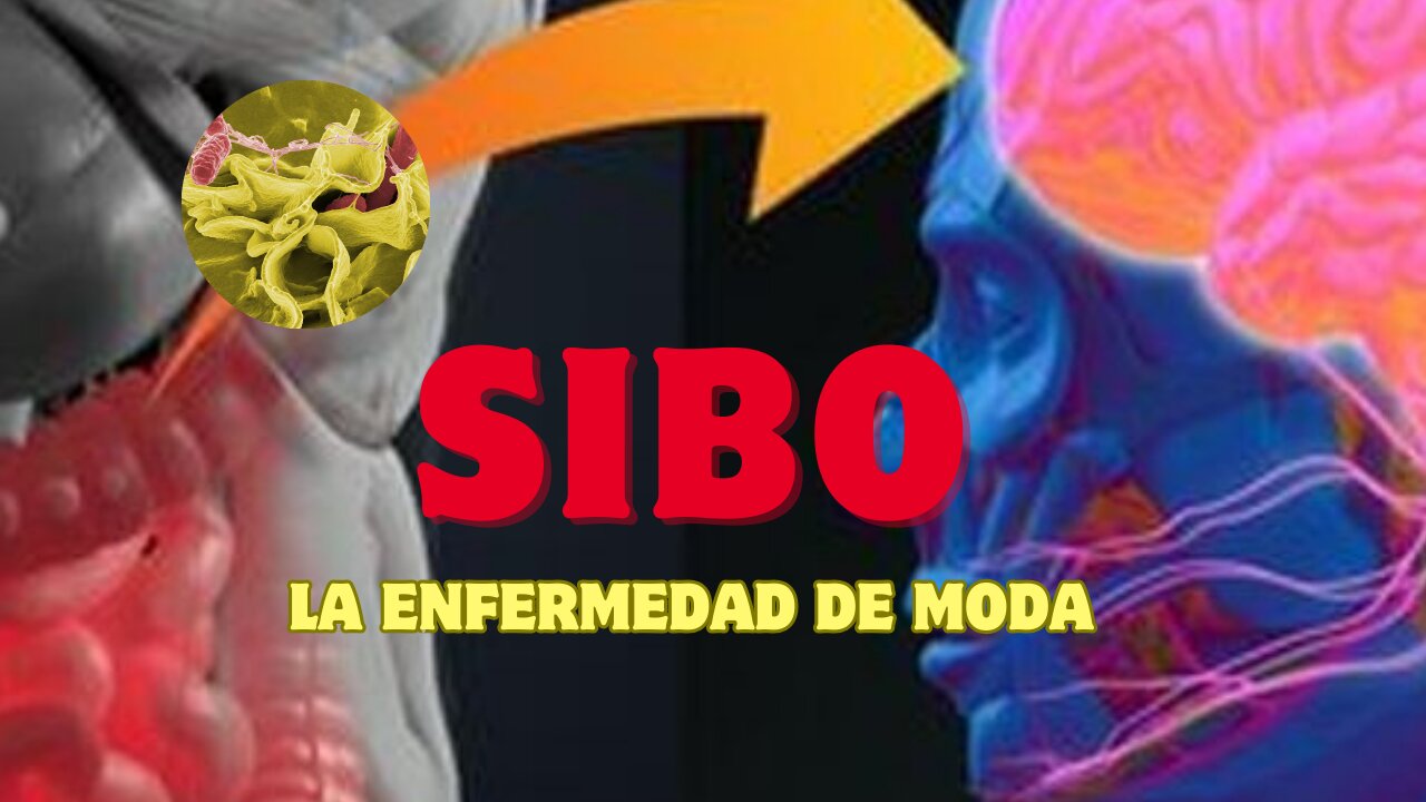 SIBO, La Enfermedad De Moda