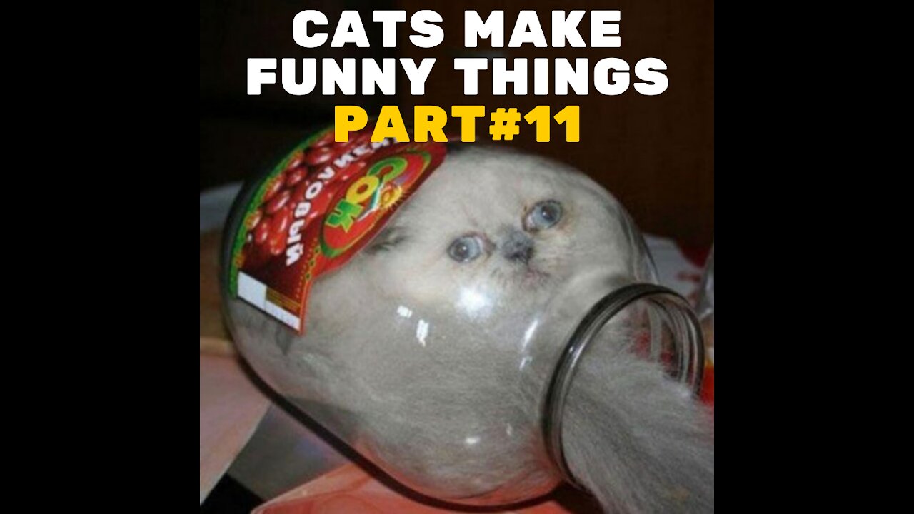 Funniest Cats #11