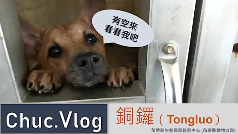[Vlog] 鳥麻醉課程 || 苗栗銅鑼